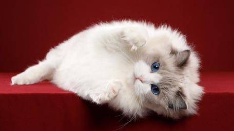 Fluffy White Kitten on Red Velvet Background wallpaper