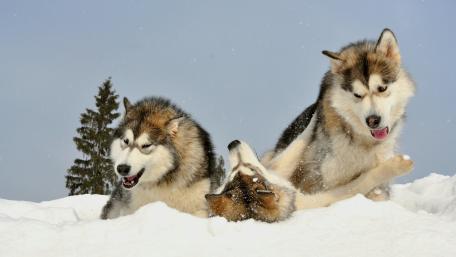 Alaskan Malamutes wallpaper