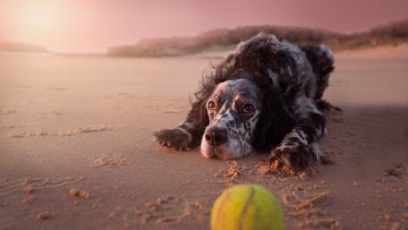 English Setter's Beachside Playtime wallpaper