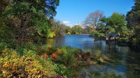 Central Park Serenity in Autumn wallpaper