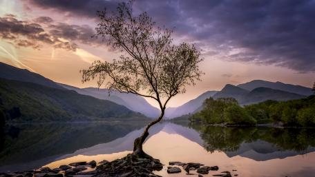 Lone Tree Reflected in Tranquil Waters at Dusk wallpaper