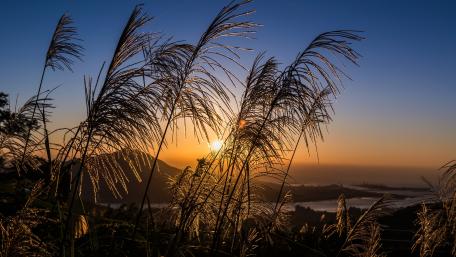 Golden Sunset Through Whispering Reeds wallpaper