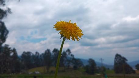 Golden Dandelion Against a Cloudy Sky wallpaper