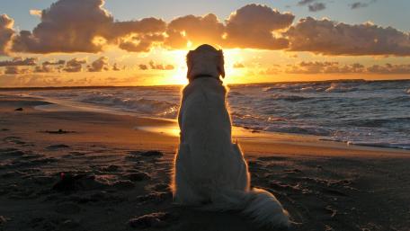Golden Serenity with Canine Companion wallpaper