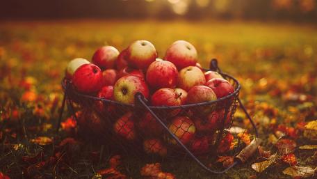 Autumn Harvest of Red Apples wallpaper