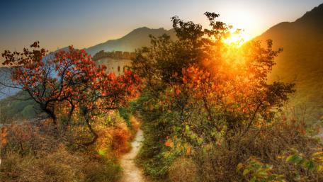 Golden Autumn Trail Amidst Rustling Leaves wallpaper