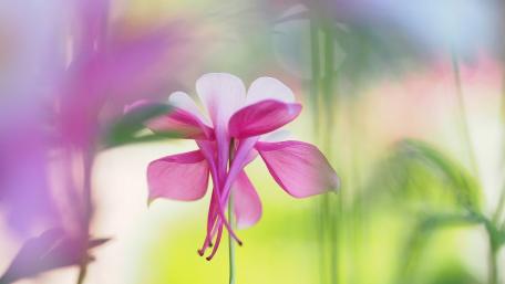 Delicate Pink Blossom in Soft Focus wallpaper
