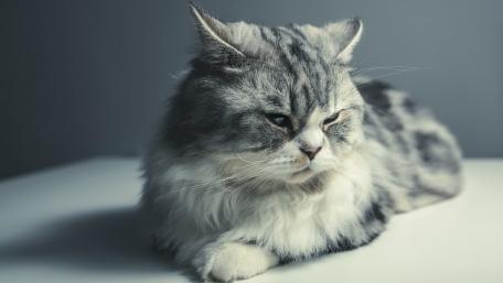 Majestic Persian Cat in Monochrome wallpaper