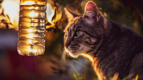 Golden Hour Feline Whisker Glow wallpaper