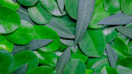 Lush Greenery Textured Bliss wallpaper