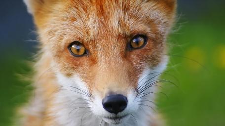Vibrant Red Fox in Nature's Embrace wallpaper