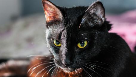 Mysterious Black Cat Gaze wallpaper