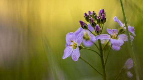 Wildflower Serenity in Golden Light wallpaper