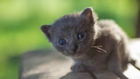 Curious Kitten Gazing Softly wallpaper