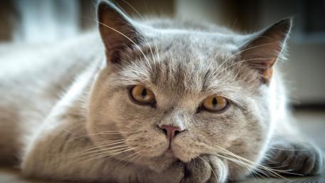 Contemplative British Shorthair in Repose wallpaper