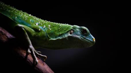 Mystical Green Lizard in Shadows wallpaper