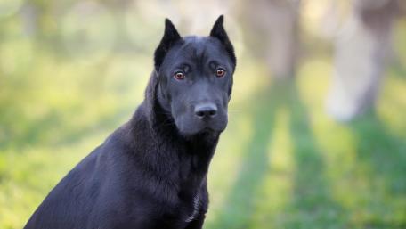 Majestic Black Dog in Nature's Embrace wallpaper