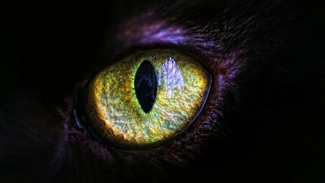 Mystical Gaze of the Black Cat wallpaper