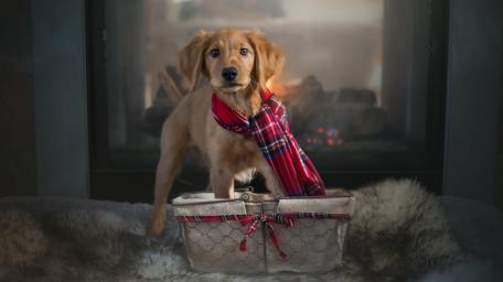 Warmth of Canine Comfort wallpaper