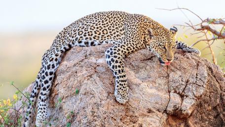 Leopard Lazing on a Sunlit Rock wallpaper