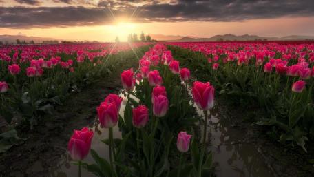 Sunrise Over Tulip Fields wallpaper