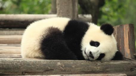 Peaceful Panda Slumber wallpaper