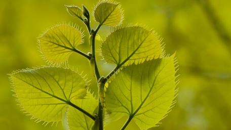 Vibrant Green Leaves in Sunlight wallpaper