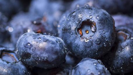 Dew-Kissed Blueberries in Close-up wallpaper
