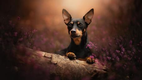 Majestic Miniature Pinscher in Autumn Ambience wallpaper