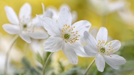 Springtime Bloom Soften Your Screen wallpaper