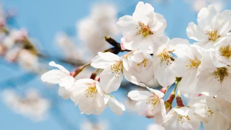 Springtime Serenity with Blossoming Twigs wallpaper