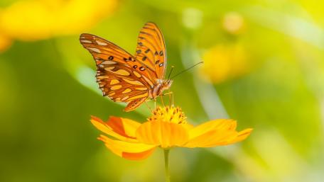 Butterfly Grace on a Yellow Blossom wallpaper