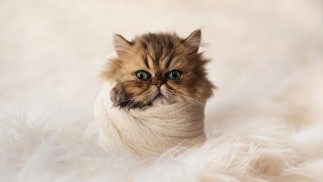 Cozy Persian Kitten Embrace wallpaper