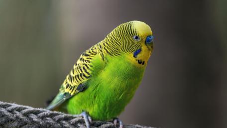 Vibrant Budgerigar on a Perch wallpaper