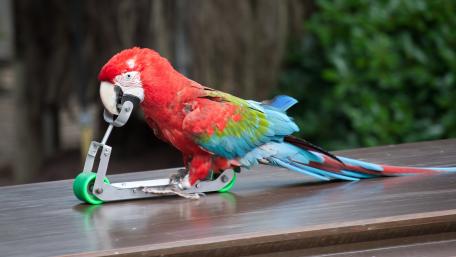 Parrot Rides Mini Scooter wallpaper