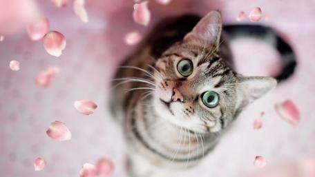 Whiskered Gaze Amidst Falling Petals wallpaper