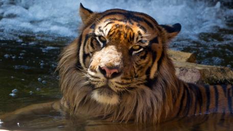 Majestic Tiger Resting in Water wallpaper