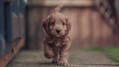 Adorable Goldendoodle Puppy Adventure wallpaper