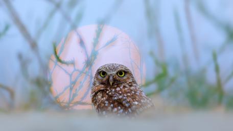 Owl at Dusk wallpaper