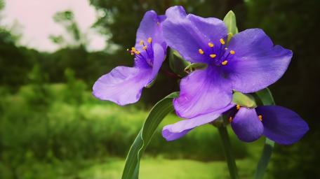 Vibrant Purple Blooms in Nature's Embrace wallpaper
