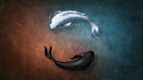 Harmony in Duality Koi Fish Wallpaper wallpaper