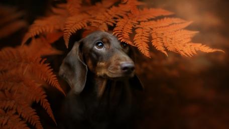 Autumn Dachshund amidst Russet Ferns wallpaper