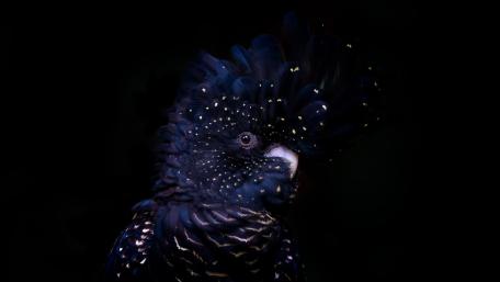 Mystical Cockatoo in Shadows wallpaper