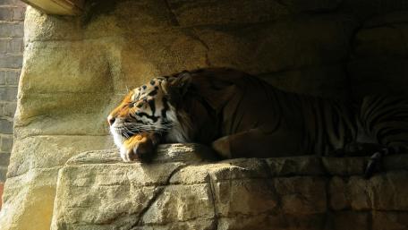 Tiger Resting in Golden Light wallpaper