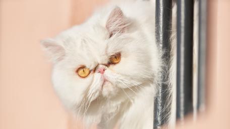 Majestic White Persian Peering Through wallpaper