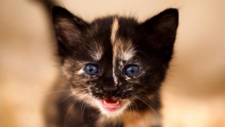 Kitten's Meow Capturing Hearts wallpaper