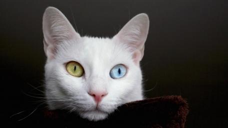 Mystical Gaze of a Heterochromatic Cat wallpaper