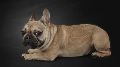 French Bulldog Elegance wallpaper