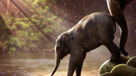 Baby Elephant's Riverside Stroll wallpaper