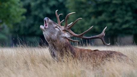 Majestic Stag Mid-Roar in the Wild wallpaper
